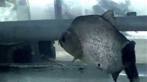 blue diamond piranha|True Blue Diamond Piranha in quarantine .